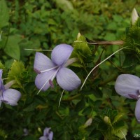 Barleria mysorensis B.Heyne ex Roth